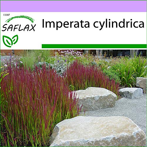 SAFLAX - Hierba sangrienta japonesa - 50 semillas - Imperata cylindrica