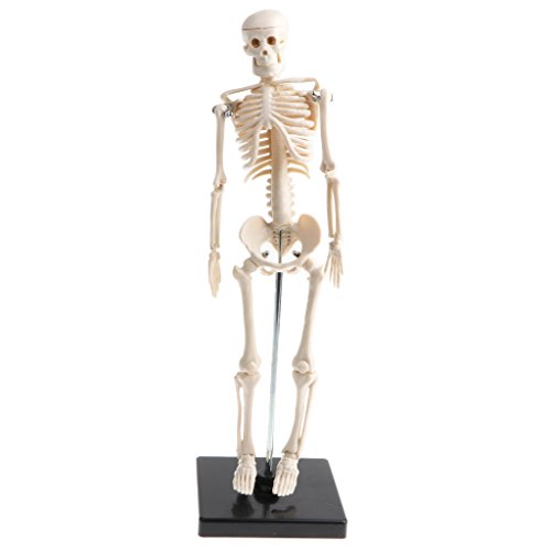 Sharplace 42cm Modelo de Anatomía Esqueleto Humano Removible Herrramienta para Enseñanza Escolar