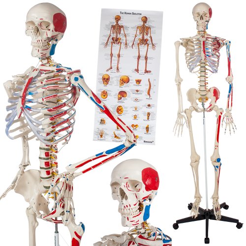TecTake Modelo médico anatómica Esqueleto Humano esquelético | Varios Modelos (Esqueleto con músculos + numeración | No. 400963-5)