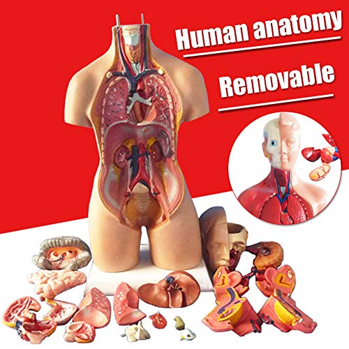 Watkings Modelo de Cuerpo Humano para niños, Modelo de anatomía Humana Esqueleto Modelo de ensamblaje anatómico 4D de órganos Humanos para recursos didácticos