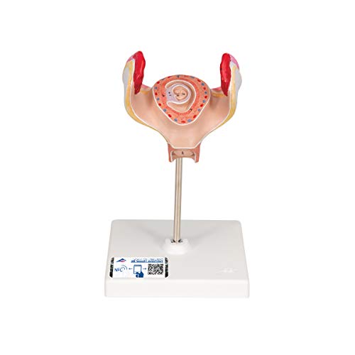 3B Scientific L10/1 Modelo de anatomía humana Embrión del 1Er Mes + software de anatomía gratuito - 3B Smart Anatomy