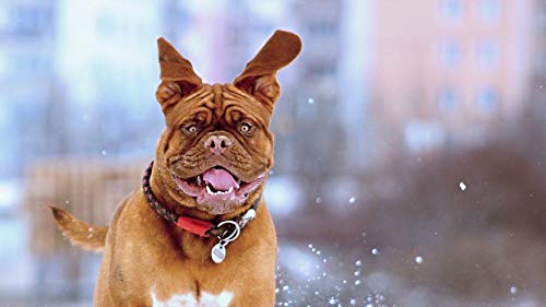 Puzzle De 1500 Piezas Para Adultos, Madera Rompecabezas 1500Pcs, Animal Puzzle 1500, Puzzle De Madera De Alta Dificultad, Juego De Desafío, Animal Animado Lindo Perro Puzzle De 1500 Piezas Para Adultos, Madera Rompecabezas 1500Pcs, Animal Puzzle 1500, Puzzle De Madera De Alta Dificultad, Juego De Desafío, Animal Animado Lindo Perro