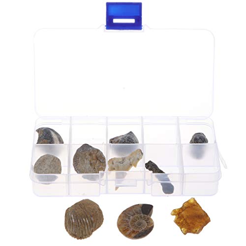 10pcs Fósiles Naturales Juego de Ciencia Biológica - Colección de Muestras de Laboratorio de Minerales de Roca