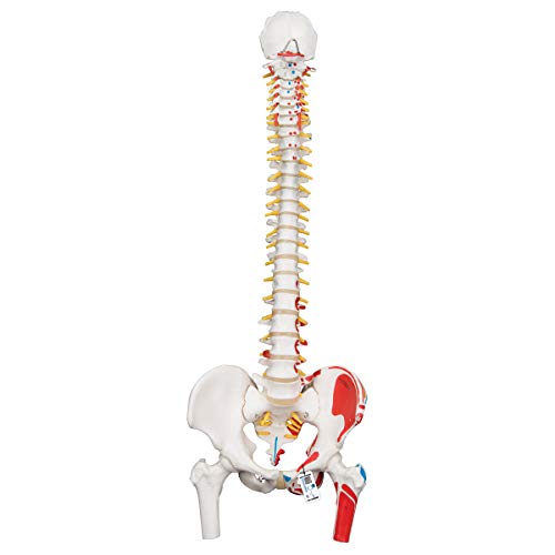 3B Scientific A58/3 Modelo de anatomía humana Columna Flexible, Versión Clásica Pintada Con Cabezas + software de anatomía gratuito - 3B Smart Anatomy