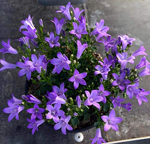 Campanula Pack 6 Plantas -Planta Ornamental- Planta Natural - Campanillas - Flores de Jardin 13cm ø - Vipar Garden 13 Campanula Pack 6 Plantas -Planta Ornamental- Planta Natural - Campanillas - Flores de Jardin 13cm ø - Vipar Garden 13