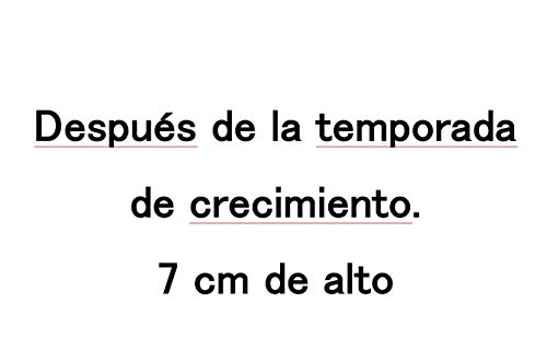 Después de la temporada de crecimiento. 7 cm de alto Después de la temporada de crecimiento. 7 cm de alto