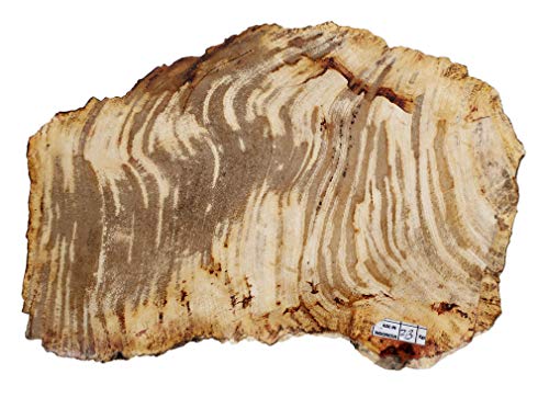 Rebanada de fósil de madera petrificada de 32 cm de alto, 25 cm de ancho, peso 2,3 kg