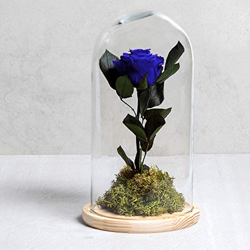 Rosa eterna - Rosa Natural liofilizada - Envío 24H Gratis -Regalo San Valentín- Tarjeta dedicatoria incluida de Regalo... (Azul)