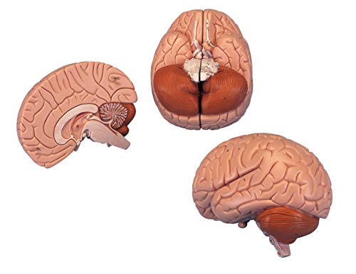 3B Scientific C15 Encéfalo Introductorio, desmontable En 2 Piezas - 3B Smart Anatomy