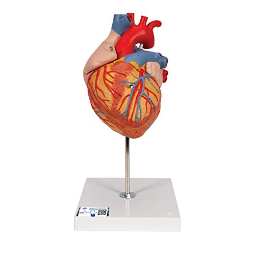 3B Scientific G12 Corazón, 2 Veces Su Tamaño Natural, de 4 Piezas - 3B Smart Anatomy