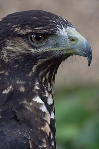 Black-Chested Buzzard-Eagle (Geranoaetus Melanoleucus) Journal: 150 page lined notebook/diary