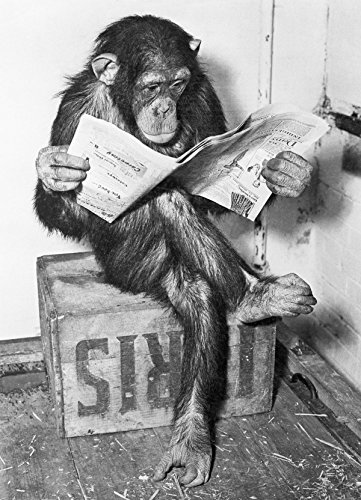 Close Up Póster Chimpanzee Reading Newspaper - Leyendo el periódico (61cm x 91,5cm)