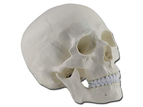 Gima 40160 - Modelo cráneo humano, paquete de 1 unidad