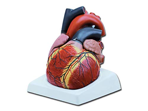 Modelo anatómico corazón gigante, desmontable en 4 piezas, 3 x, para médicos, estudiantes, Universidad, didáctica