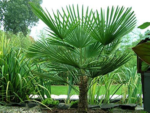 TUS PLANTAS A CASA | TRACHYCARPUS FORTUNEI | PALMERA EXCELSA| MACETA 20CM | PLANTA NATURAL