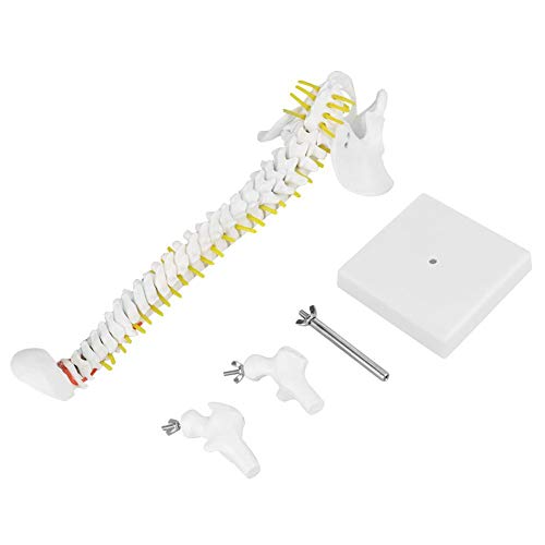 Columna Vertebral Flexible extraíble de 45 cm Columna Vertebral Modelo de médula espinal con vértebras Nervios Arterias Columna Lumbar y Pelvis Masculina Incluye Soporte para la enseñanza del Estudio Columna Vertebral Flexible extraíble de 45 cm Columna Vertebral Modelo de médula espinal con vértebras Nervios Arterias Columna Lumbar y Pelvis Masculina Incluye Soporte para la enseñanza del Estudio