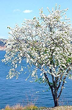 Dwarf White Bauhinia, snowy orchid tree exotic flower bonsai plant seed 50 seeds
