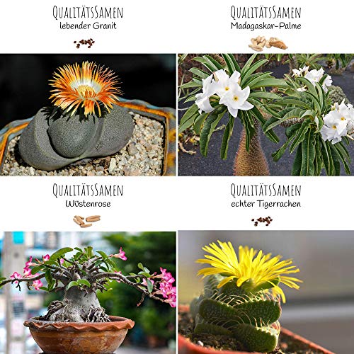 Exóticas semillas de cactus con alta tasa de germinación - Set de semillas suculentas para su propio hermoso cactus en flor (set de 4 semillas mixtas)