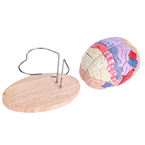 Modelo de cerebro médico, 1: 2 modelo de cerebro humano anatómico médico Corteza cerebral Nervio 4 partes Modelo de cerebro médico, 1: 2 modelo de cerebro humano anatómico médico Corteza cerebral Nervio 4 partes