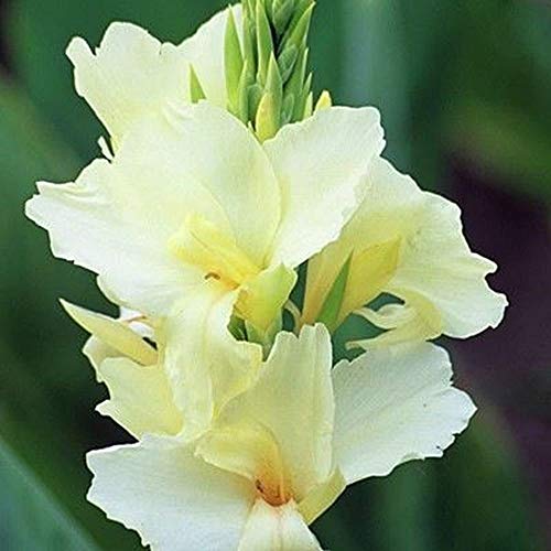 Potseed Germinación Las Semillas: 50 Semillas: Canna Lily Tropical White Dwarf de Plantas 10, 50, 100, 500 o 1000 Semillas