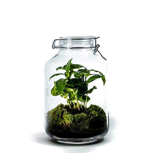 DIY Jardín en Botellas Sostenible de Botanicly: Jar Gran – Coffea arabica (Altura: ca. 30 cm, Anchura: ca. 17 cm)