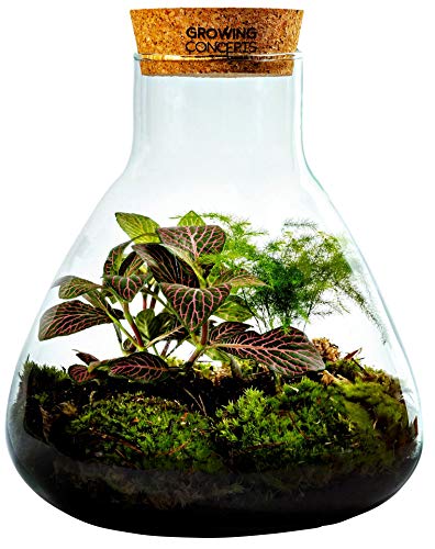Growing Concepts DIY Ecosistema sostenible Erlenmeyer con Corcho Mediano - Mezcla botánica - H26xØ22cm