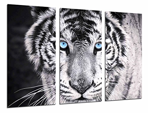 Poster Fotográfico Tigre blanco y negro, ojos azules, animales Tamaño total: 97 x 62 cm XXL