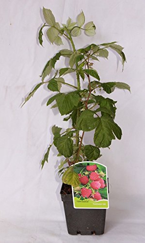 Frambuesa roja (maceta 2 litros) - Arbusto frutal vivo