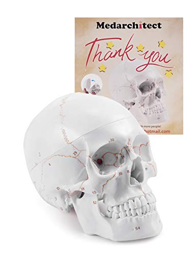 Modelo Anatómico de Cráneo Adulto a Tamaño Real, Versión Mejorada | Réplica de Calavera Humana Desmontable con Partes Numeradas Grabadas con Láser | Modelo 3D para Enseñanza Médica de Anatomía Humana Modelo Anatómico de Cráneo Adulto a Tamaño Real, Versión Mejorada | Réplica de Calavera Humana Desmontable con Partes Numeradas Grabadas con Láser | Modelo 3D para Enseñanza Médica de Anatomía Humana