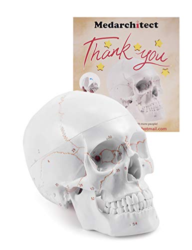 Modelo Anatómico de Cráneo Adulto a Tamaño Real, Versión Mejorada | Réplica de Calavera Humana Desmontable con Partes Numeradas Grabadas con Láser | Modelo 3D para Enseñanza Médica de Anatomía Humana