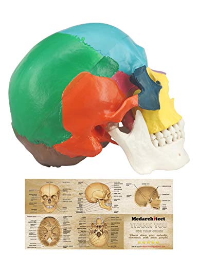 Modelo de Cráneo Humano Coloreado, Modelo Anatómico de 3 Piezas a Tamaño Real con Plantilla a Color del Cráneo Humano para Estudiantes de Medicina o Cursos de Anatomía Humana