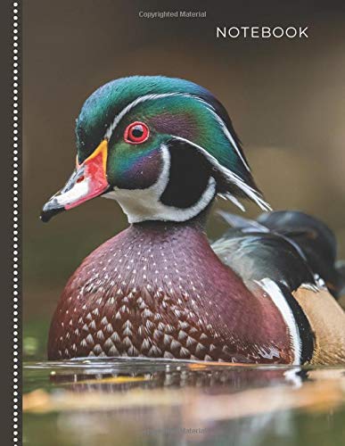 Notebook: Beautiful Wood Duck with Orange Eye Photo Cover Design / College Ruled 8.5x11 Letter Size / 120 Blank Lined Pages for School / Work / Journaling / Writing / Note Taking