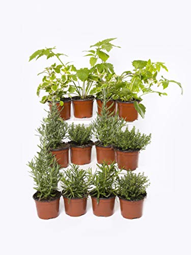 Plantas Naturales y Aromáticas - Pack 12 Plantas de Temporada Variadas 10,5 cm ø- VIPARGARDEN 1 Plantas Naturales y Aromáticas - Pack 12 Plantas de Temporada Variadas 10,5 cm ø- VIPARGARDEN 1