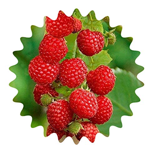 Rojo frambuesa / aprox. 50 semillas / Rubus idaeus / resistente a las heladas / perenne