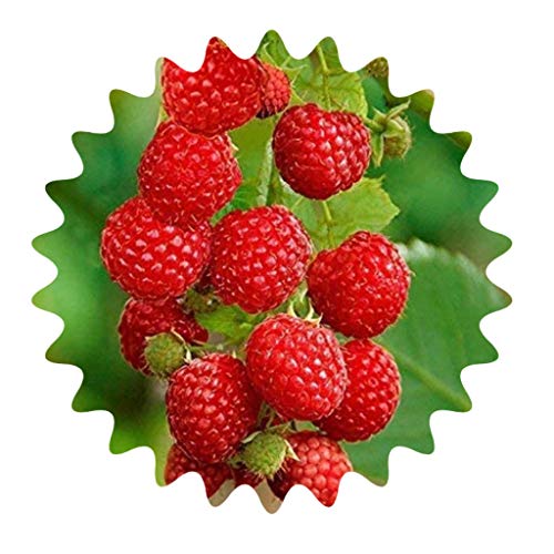 Rojo frambuesa / aprox. 50 semillas / Rubus idaeus / resistente a las heladas / perenne Rojo frambuesa / aprox. 50 semillas / Rubus idaeus / resistente a las heladas / perenne