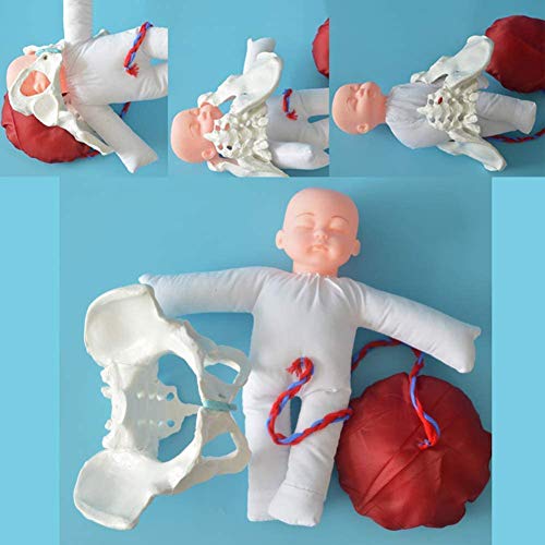 WLKQ Pelvis Femenina Modelo de demostración - Modelo Femenino Pelvis Parto - Parto pélvico Modelo Nacimiento Demostración Juego Incluye Modelos de simulación de la Pelvis y del bebé