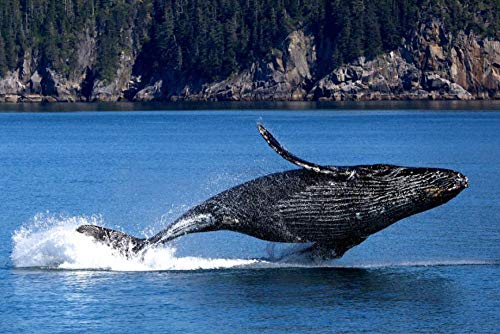 100/300/500/1000 piezas juego de rompecabezas juguetes para niños adultos,Ballena Jorobada En El Parque Nacional Kenai Fjords  Regalo de rompecabezas de emparejamiento