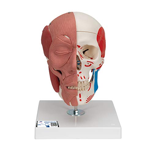 3B Scientific A300 Cráneo con Músculos Faciales - 3B Smart Anatomy, Clásico