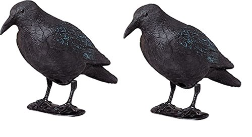 ARTECSIS Ahuyentador Aves - Cuervo Negro Espantapájaros de Plástico Efectivo para ahuyentar naturalmente Pájaros y Palomas de su Huerto, Jardín o Solar - 2 Unidades de 38 CM