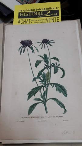Scabiosa astropurpurea Scabieuse pourpre Imp p Michel fils Planche n° 39 extraite de La Botanique de Jean Jacques Rousseau 1825