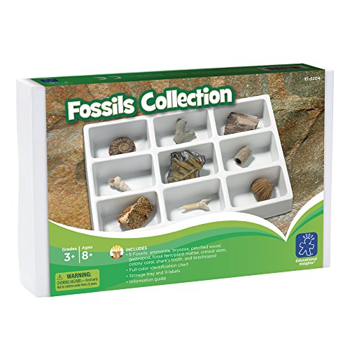 Learning Resources- Colección de fósiles, Color (EI-5204)