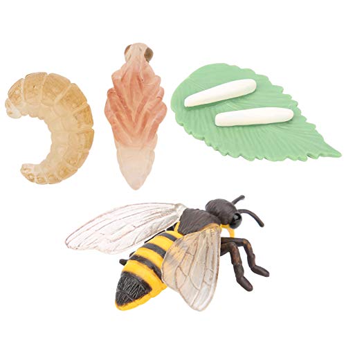 YOUTHINK Ciclo de Vida Animal de la Abeja, 4 Piezas Modelo de Crecimiento de Insectos Figuras Figuras Juguetes educativos y de Aprendizaje para niños Decoración de Escritorio