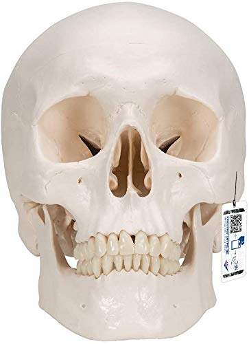 3B Scientific A20 Cráneo Clásico, 3 Partes - 3B Smart Anatomy