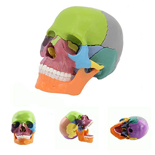 Danping Modelo anatómico del cráneo humano Huesos pintados de colores - Medical Training