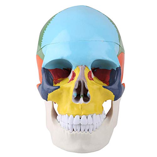 Kit Modelo Anatomía del Cráneo de Anatomía Humana, Versión Didáctica Modelo Anatómico del Cráneo Humano Adulto de Color con Tarjeta Médico Enseñar Instrumento