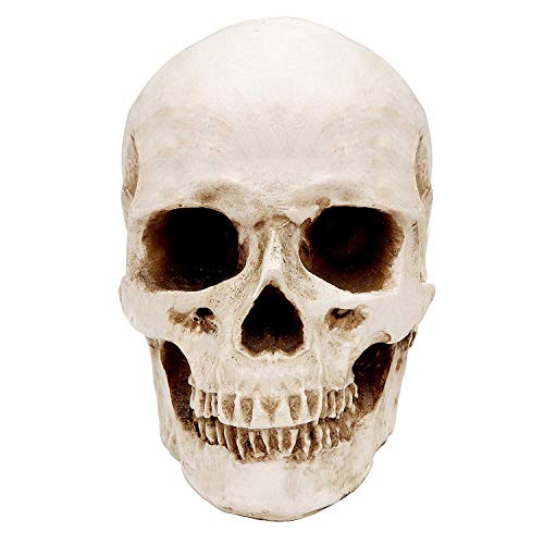 Kurtzy Cráneo Humano - (14,5x12cm) Calavera de Resina Réplica para Anatomía Enseñanza Médica, Decoración de Halloween, Casa Decoracion