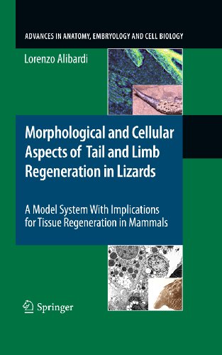 Morphological and Cellular Aspects of Tail and Limb Regeneration in Lizards: A Model System With Implications for Tissue Regeneration in Mammals (Advances ... and Cell Biology Book 207) (English Edition)