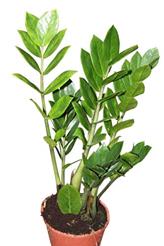 Plantas de interior - Para la casa o la oficina - Zamioculcas zamiifolia de 40cms alto - Conocida como como 'Zamioculca'.