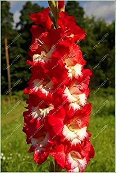 vista Bulbos de gladiolos reales, bulbos de flores, lirio de la espada, planta en maceta, bonsÃ¡i, decoraciÃ³n del jardÃ­n (no semillas de gladiolo) - 2 bombillas 12