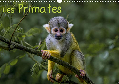 Les primates (calendrier mural 2020 din a3 horizontal) - retrouvez les portraits des principaux repr (Calvendo Animaux): Retrouvez les portraits des ... des primates. (Calendrier mensuel, 14 Pages )